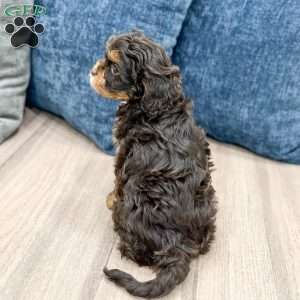 Willow, Cavapoo Puppy