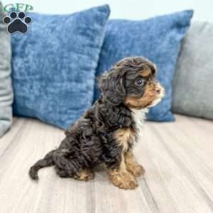 Willow, Cavapoo Puppy