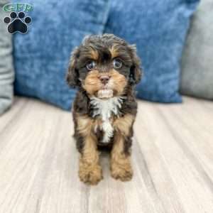 Willow, Cavapoo Puppy