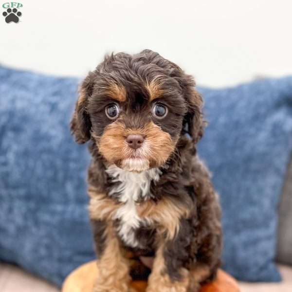 Willow, Cavapoo Puppy