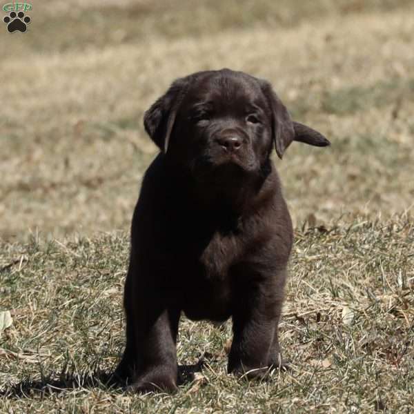 Kierra, Chocolate Labrador Retriever Puppy