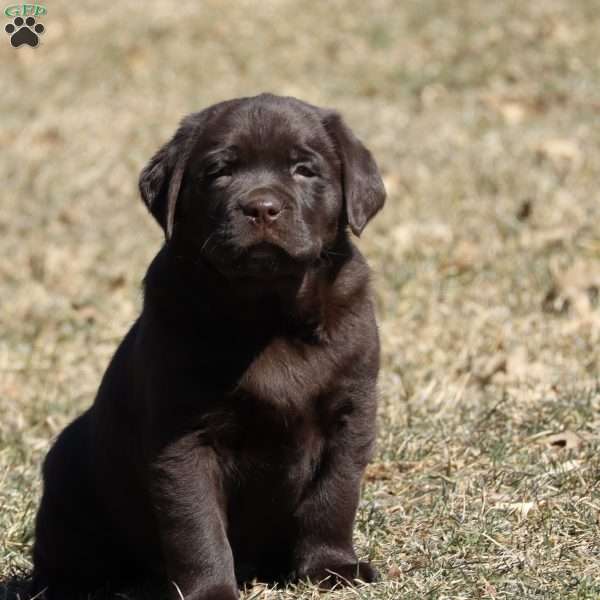 Kylie, Chocolate Labrador Retriever Puppy