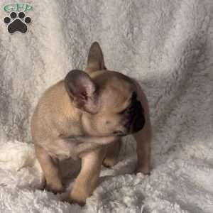 Mollie, French Bulldog Puppy