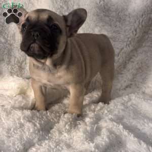 Mollie, French Bulldog Puppy