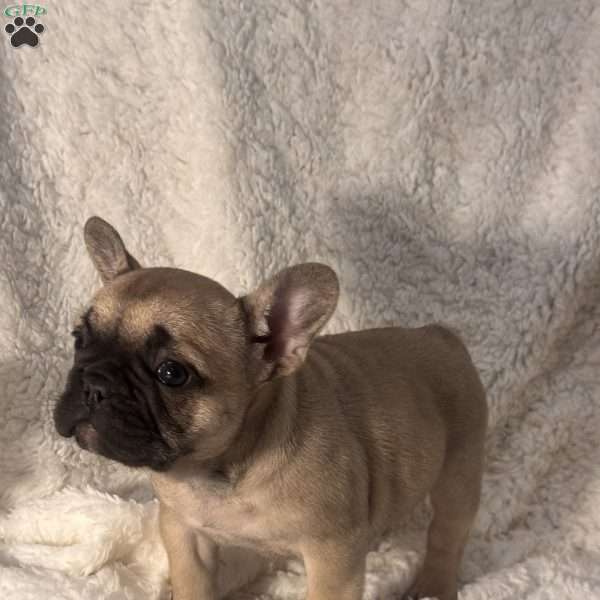 Mollie, French Bulldog Puppy