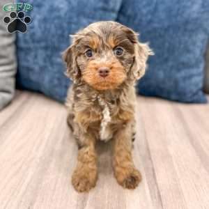 Sersha, Cavapoo Puppy