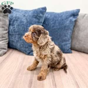 Sersha, Cavapoo Puppy