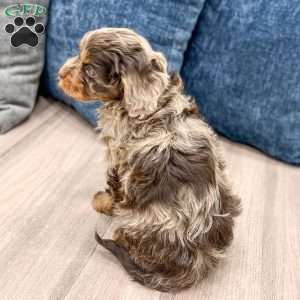 Sersha, Cavapoo Puppy