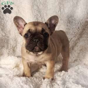 Mollie, French Bulldog Puppy