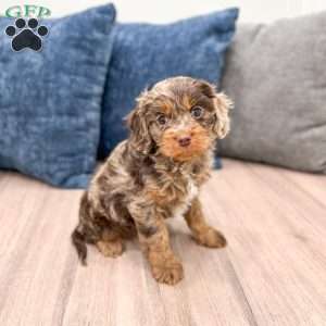 Sersha, Cavapoo Puppy