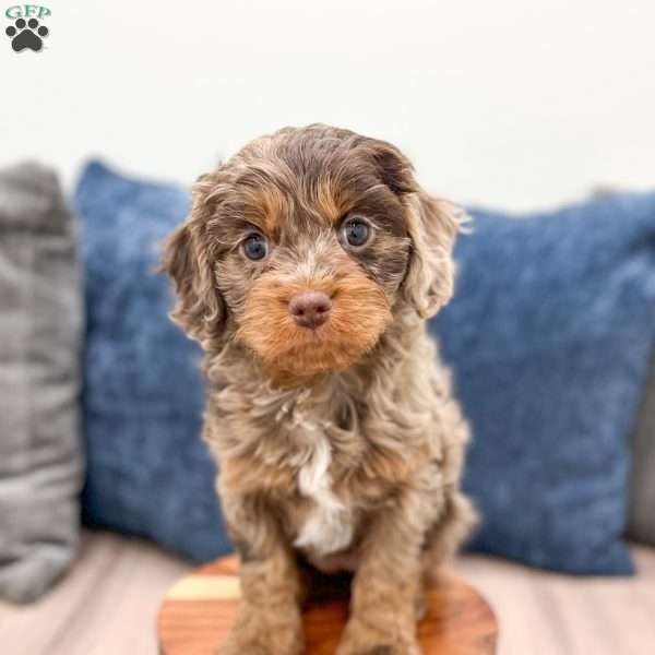 Sersha, Cavapoo Puppy