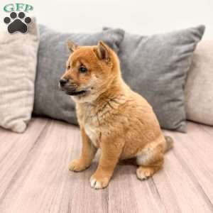 Oliver, Shiba Inu Puppy