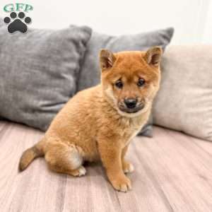 Oliver, Shiba Inu Puppy