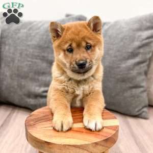 Oliver, Shiba Inu Puppy