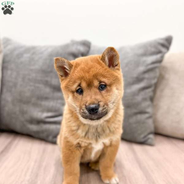 Oliver, Shiba Inu Puppy