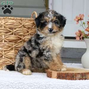 Bruno, Mini Bernedoodle Puppy