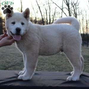 Potato, Akita Puppy