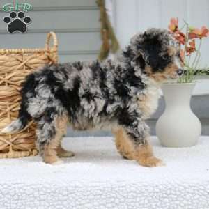 Bruno, Mini Bernedoodle Puppy