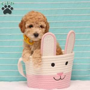 Britney, Mini Goldendoodle Puppy