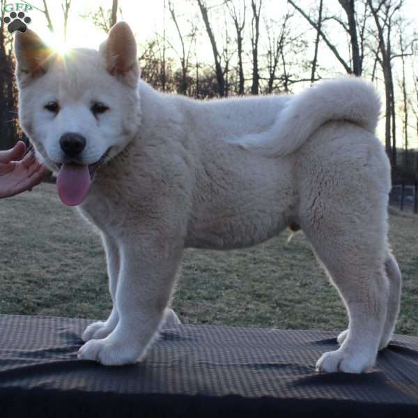 Potato, Akita Puppy