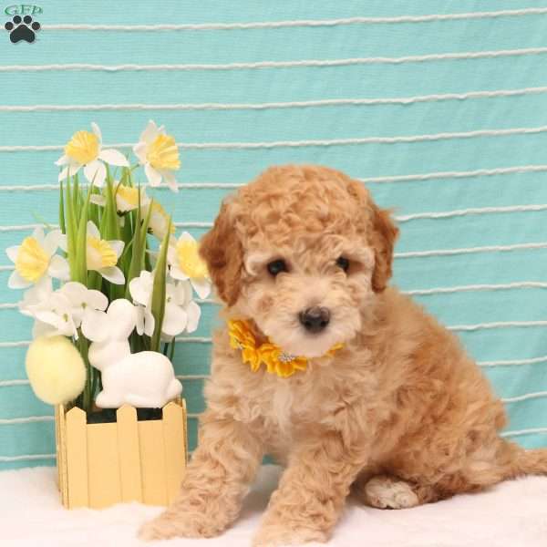 Britney, Mini Goldendoodle Puppy