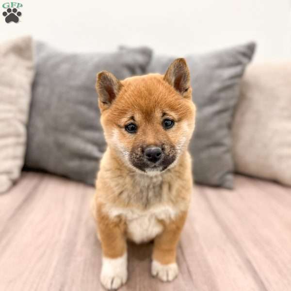 April Sunshine, Shiba Inu Puppy