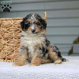 Bruno, Mini Bernedoodle Puppy