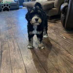 RJ, Bernedoodle Puppy