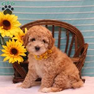 Britney, Mini Goldendoodle Puppy