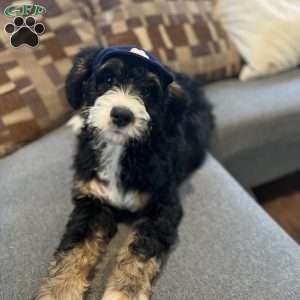 RJ, Bernedoodle Puppy