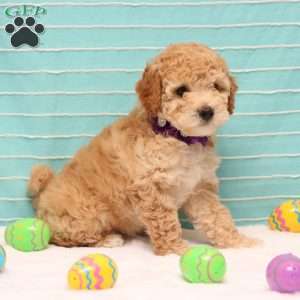 Britney, Mini Goldendoodle Puppy