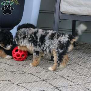 Bruno, Mini Bernedoodle Puppy