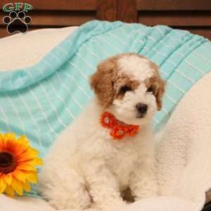 Briena, Mini Goldendoodle Puppy