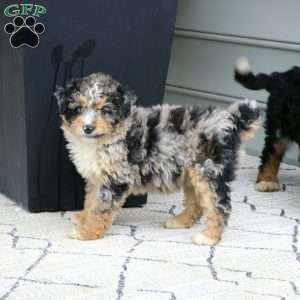 Bruno, Mini Bernedoodle Puppy