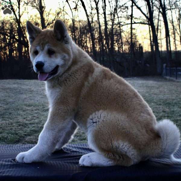 Spot, Akita Puppy