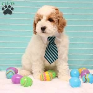 Briena, Mini Goldendoodle Puppy