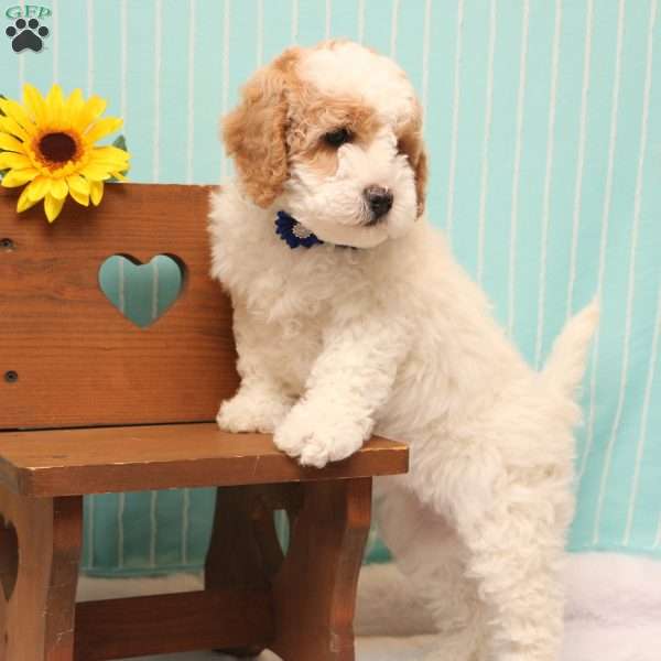 Briena, Mini Goldendoodle Puppy