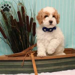 Briena, Mini Goldendoodle Puppy