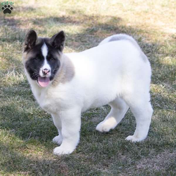 Lacy, Akita Puppy