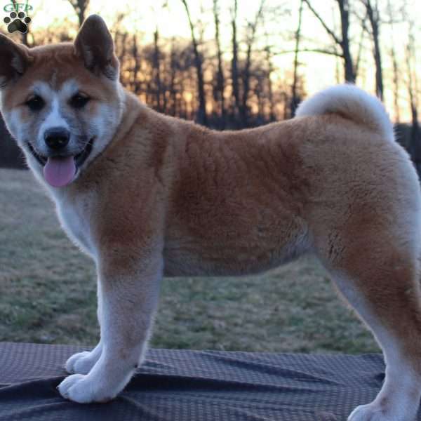 Mellie, Akita Puppy