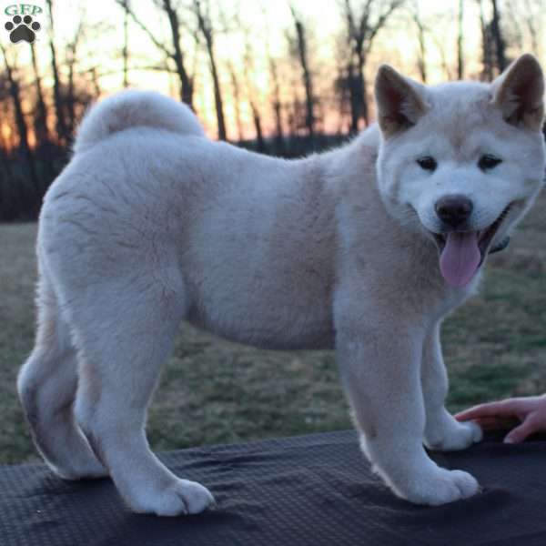 Cuddles, Akita Puppy