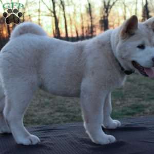 Cuddles, Akita Puppy