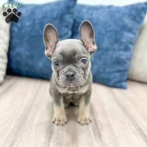 Gracie, French Bulldog Puppy