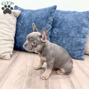 Gracie, French Bulldog Puppy