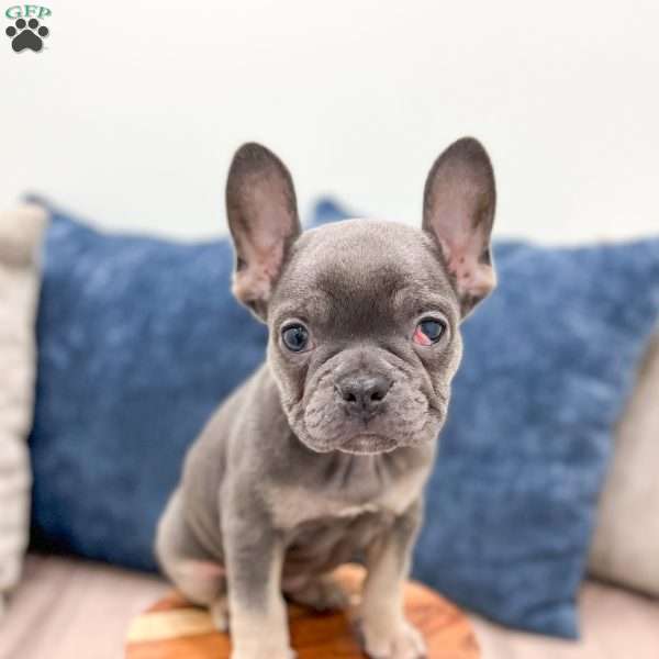 Gracie, French Bulldog Puppy