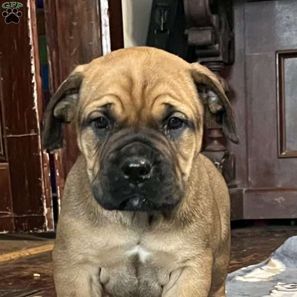 Myra, African Boerboel Puppy