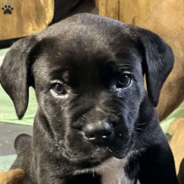 Mae, African Boerboel Puppy