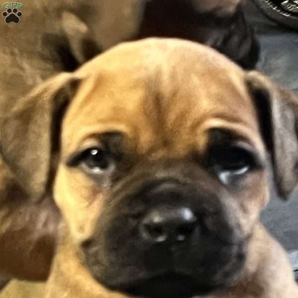 Moby, African Boerboel Puppy