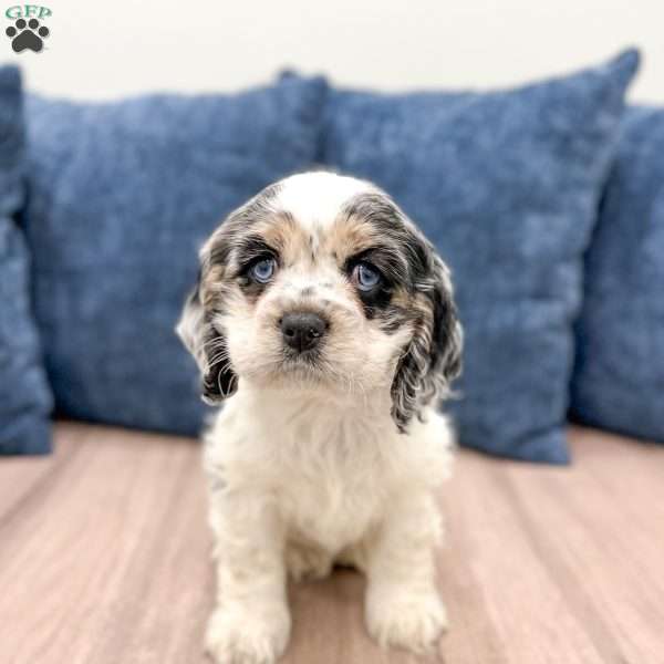 Fifi, Cocker Spaniel Puppy