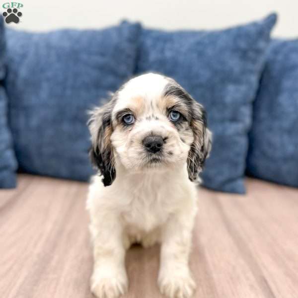 Brynn, Cocker Spaniel Puppy